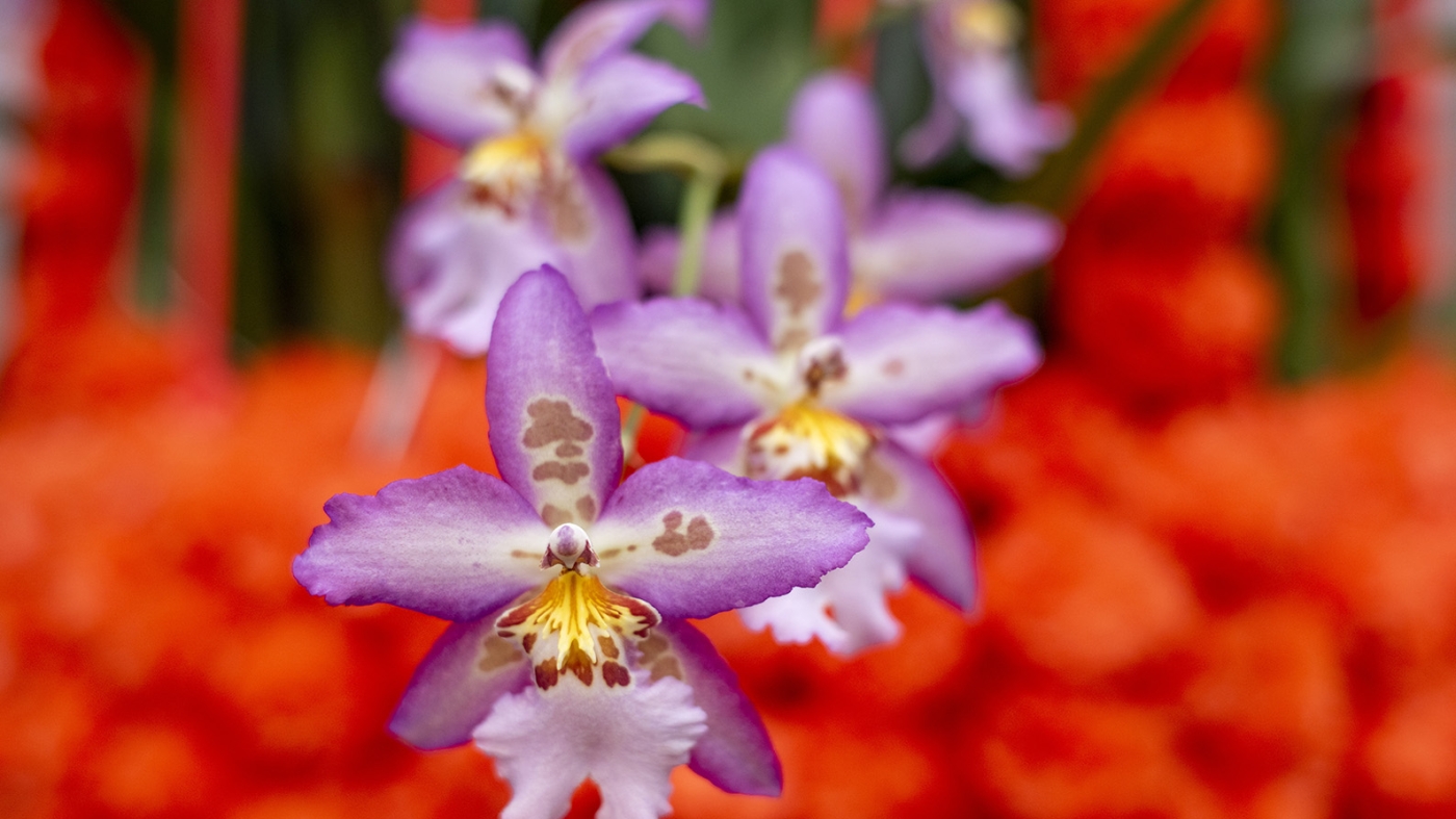 Let the Sunshine in at The Orchid Show: Feelin' Groovy | Chicago